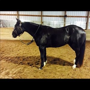 Meet your Posher, Bree